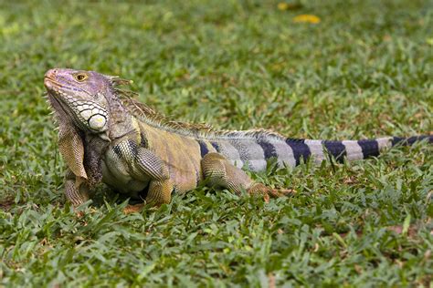 La Iguana .